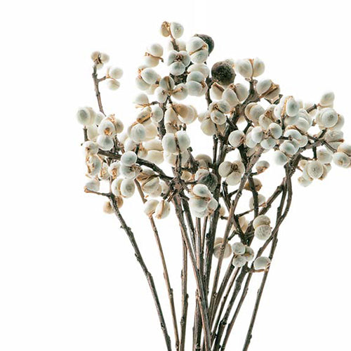 Bouquet de fleurs séchées de suif chinois, 100% naturel, 8" Hauteur