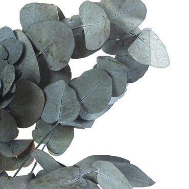 Bouquet d'eucalyptus baby blue stabilisé, 100% naturel ~ 24-28 pouces